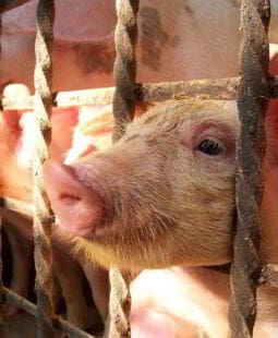 Proyecto de gestión agraria porcina en el municipio de Lajas Cuba