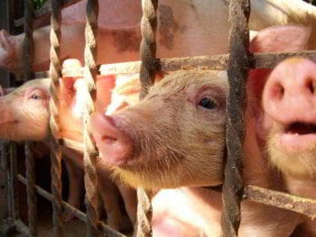 Proyecto de gestión agraria porcina en el municipio de Lajas Cuba