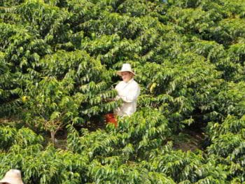 Sistema Nacional Ambiental en la región del Eje Cafetero Colombia