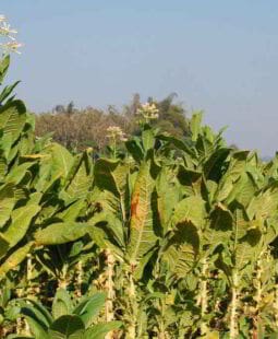 Patentes relacionadas con orobanche en tabaco para el desarrollo de nuevos productos