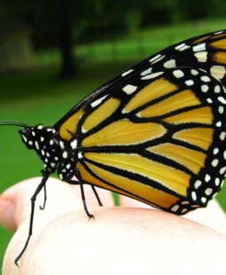 Coaching y aprendizaje transformacional