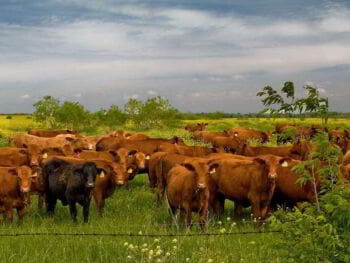 Administración y control de empresas agropecuarias. Libro