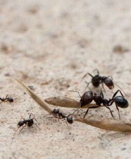 Los recursos humanos en empresas familiares