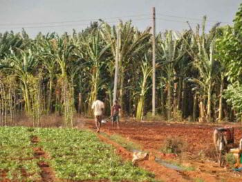 Innovación y análisis empresarial en la UBPC en Cuba