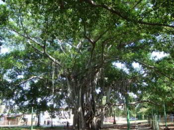 El estudio de la historia local en el Programa de Historia de Cuba de la SUM de Jagüey Grande