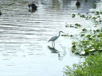 Gestión y evaluación del uso de los recursos hídricos en el Valle Chancay Lambayeque Perú Gestión y evaluación del uso de los recursos hídricos en el Valle Chancay Lambayeque Perú