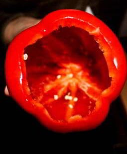 Proyecto de producción de oleorresina de paprika