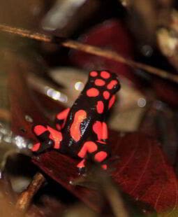 El Chocó biogeográfico un tesoro de la naturaleza