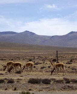 Normatividad Ambiental en el Perú y en el mundo