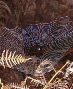 Liderazgo comunicacional y red de comunicación inteligente