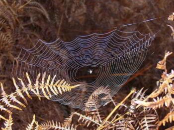 Liderazgo comunicacional y red de comunicación inteligente