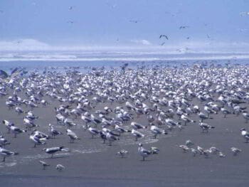 Realidad local de la provincia de Islay en el Perú