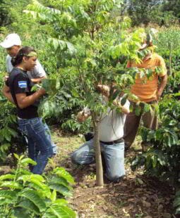 Modelo para el manejo de plagas con control biológico