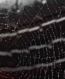 Redes sociales empresariales como respaldo profesional de las empresas