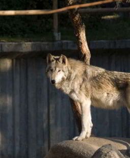 7 estadios de liderazgo