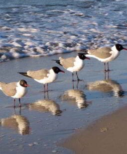 4 frases célebres para usar de guías