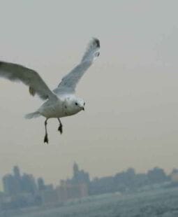 Se buscan líderes Se buscan líderes