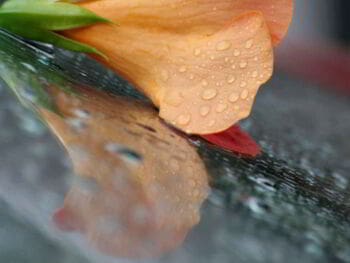 Reflexiones acerca del manejo de la muerte en la empresa