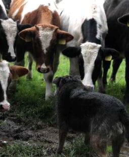 Cómo enfrentar los problemas para vivir mejor