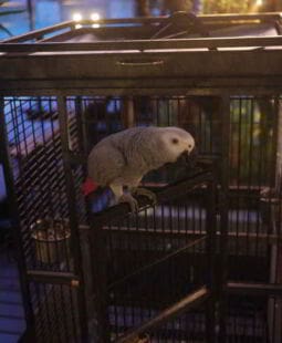 Research pathways in teaching english to speakers of other languages