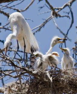 Gerencia familiar como estrategia en el manejo de conductas disruptivas