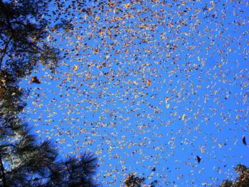 Desarrollo sustentable desde el punto de vista bioético