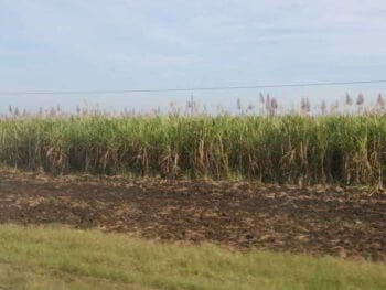Análisis de factibilidad de un proyecto de reconversión azucarera en Cuba