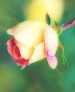 ¿Cómo funciona el cerebro emocional?