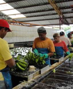 El desarrollo conceptual de un producto turistico basado en el agro ecuatoriano