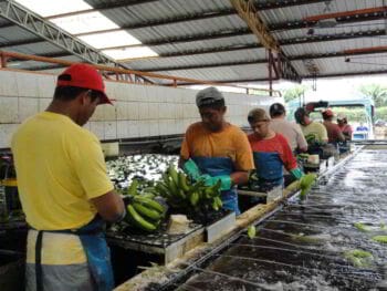 El desarrollo conceptual de un producto turistico basado en el agro ecuatoriano