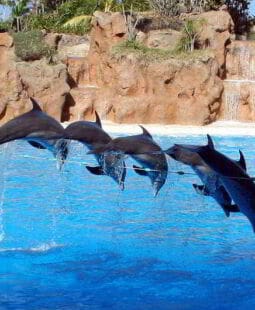 ¿Qué debería ser capaz de hacer el ejecutivo formado en coaching?