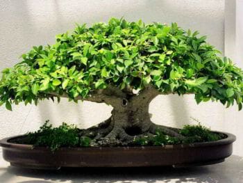 Cómo fomentar el espíritu emprendedor en sus hijos y en usted