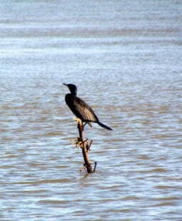Gestionando los recursos naturales para una mayor competitividad. Entrevista ministro de Medio Ambiente de Costa Rica