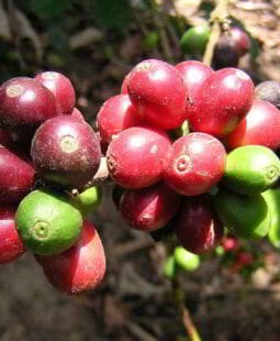 Plan de manejo ambiental de un ecosistema cafetalero ecuatoriano