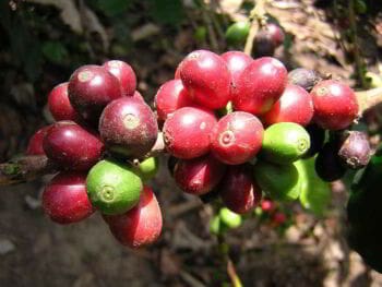 Plan de manejo ambiental de un ecosistema cafetalero ecuatoriano Plan de manejo ambiental de un ecosistema cafetalero ecuatoriano