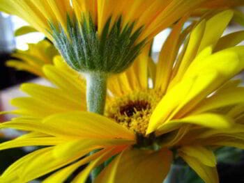 Armonización, el nuevo paradigma de la ciencia contable en el Perú