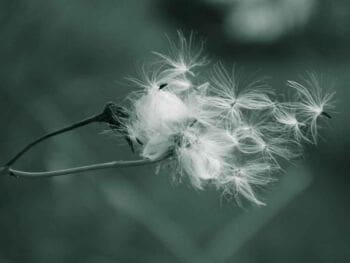 5 tips para enfrentar la pérdida de clientes en las empresas 5 tips para enfrentar la pérdida de clientes en las empresas