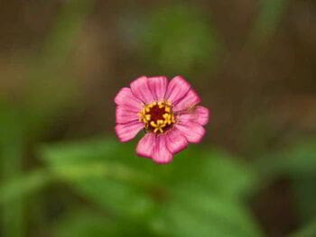 Gestión de las cadenas productivas con potencial exportador de la selva central del Perú, para la competitividad ante los TLC