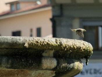 El empirismo en las fases del proceso de capacitación