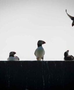 Un líder frente a las distintas personalidades de un grupo