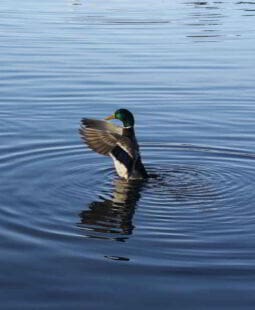 Entrénate para sacar tu máximo potencial en liderazgo