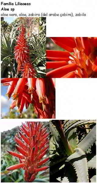 Familia Liliaceas Aloe sp