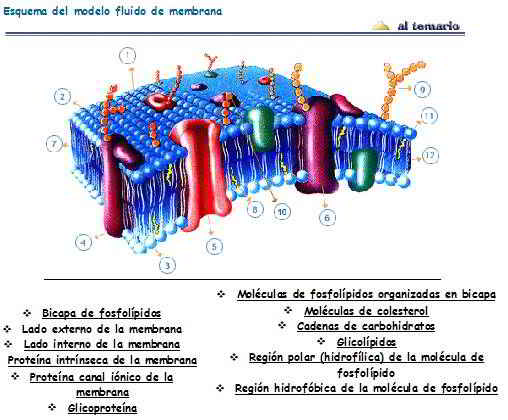 Esquema del modelo fluído de membrana