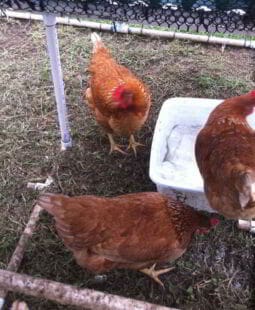 Estudio de prefactibilidad para una granja de gallinas ponedoras en Chiclayo, Perú