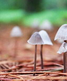 Acciones estratégicas para fomentar la cultura ambiental en San José. Las Tunas, Cuba