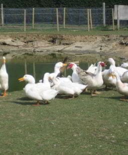 Estudio para la instalación de una granja de Patos Muscovy para exportación en Perú. Presentación