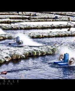 Estudio de factibilidad para la crianza de truchas en una provincia del Perú