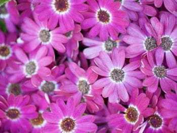 Inteligencia emocional. 4 pasos para desarrollarla en la empresa