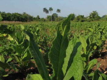 Evolución del sector Agropecuario de Cuba. 2000 – 2010