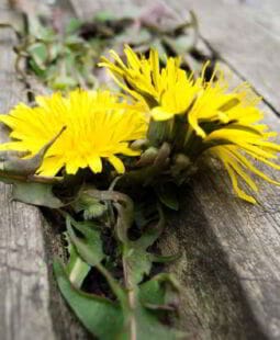 Diligencia y perseverancia. Dos áreas claves para diferenciarte de tu competencia en Internet